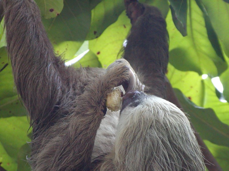 Sloth chillin' Cahuita