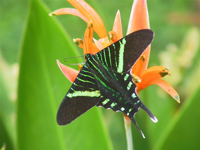 Butterfly not flying (by Barry Donaldson)